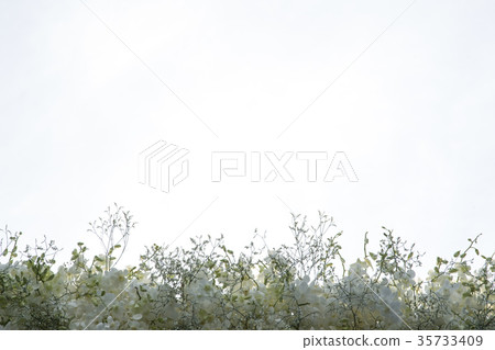 Flower orchid nature as natural background  35733409