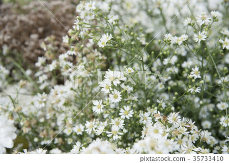 Flower nature as natural background Flower nature as natural background 35733410