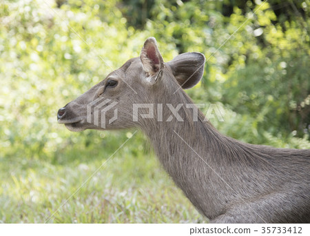 head of brow-antlered deer head of brow-antlered deer 35733412