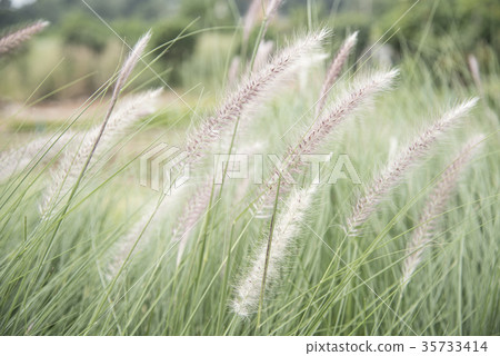 Closeup nature view of grass on blurred background Closeup nature view of grass on blurred background 35733414