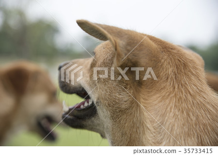 Brown dog in the lawn Brown dog in the lawn 35733415