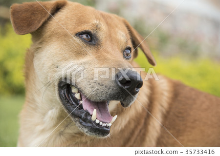 Brown dog in the lawn Brown dog in the lawn 35733416