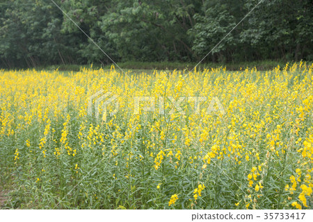 flower and leaf on blurred yellow background flower and leaf on blurred yellow background 35733417