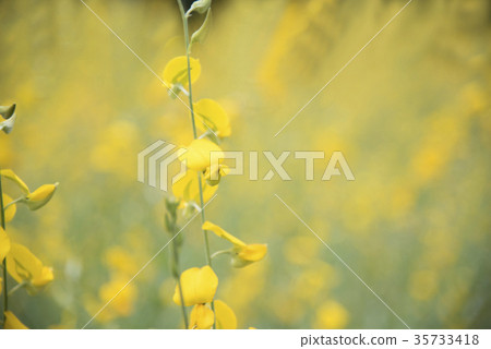 flower and leaf on blurred yellow background flower and leaf on blurred yellow background 35733418