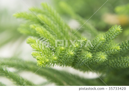View of the pines View of the pines 35733420