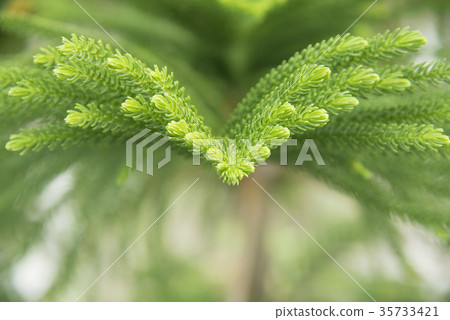 View of the pines View of the pines 35733421