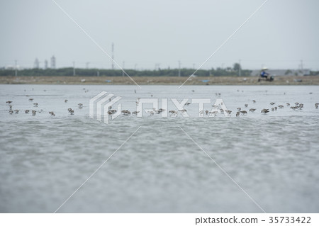 Nature of outdoor bird flocks in the ecosystem. Nature of outdoor bird flocks in the ecosystem. 35733422