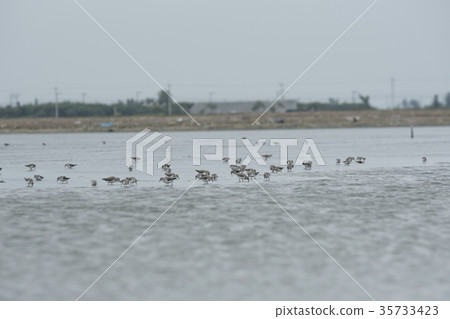 Nature of outdoor bird flocks in the ecosystem. Nature of outdoor bird flocks in the ecosystem. 35733423