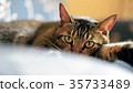Cat pet 35733489
