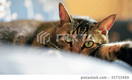 Cat pet 35733489