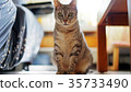 Cat pet 35733490