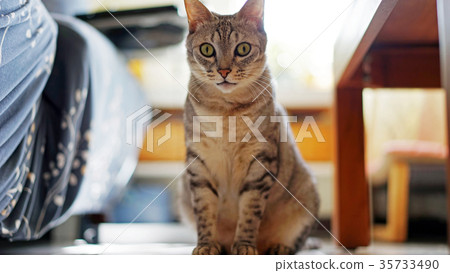 Cat pet Cat pet 35733490