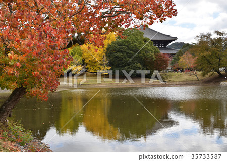 Daibutsu池塘和銀杏 Daibutsu池塘和銀杏 35733587