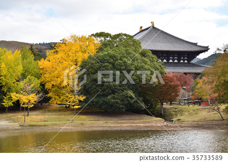 Daibutsu池塘和銀杏 Daibutsu池塘和銀杏 35733589