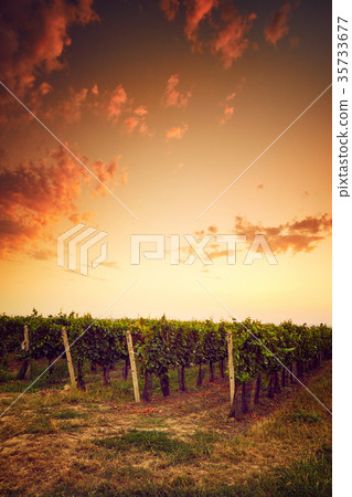 Autumn vineyard at sunset in Moravia Autumn vineyard at sunset in Moravia 35733677