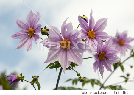 不祥的公民花床皇帝達利亞， 35733693