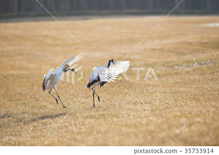 譚蝶落地有兩隻鳥（北海道·鶴井） 35733914
