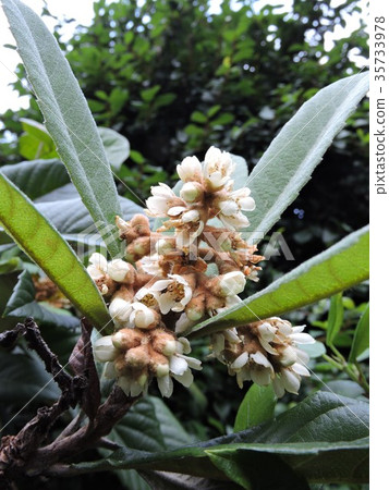 枇杷花 35733978
