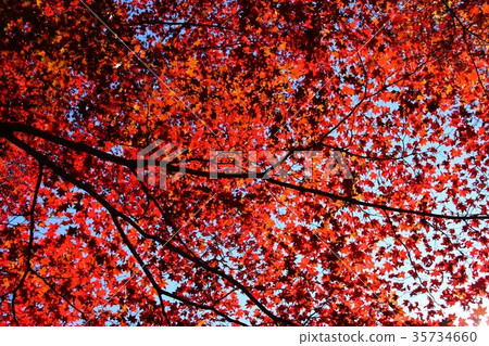 Red tree leak day Red tree leak day 35734660