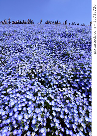 Nemophila Hill 35735726