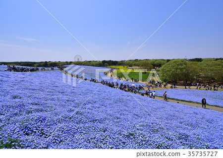 Nemophila Hill Nemophila Hill 35735727