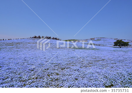 Nemophila Hill 35735731