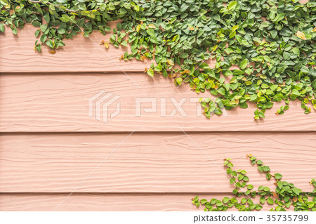 Green climber on wooden wall background 35735799