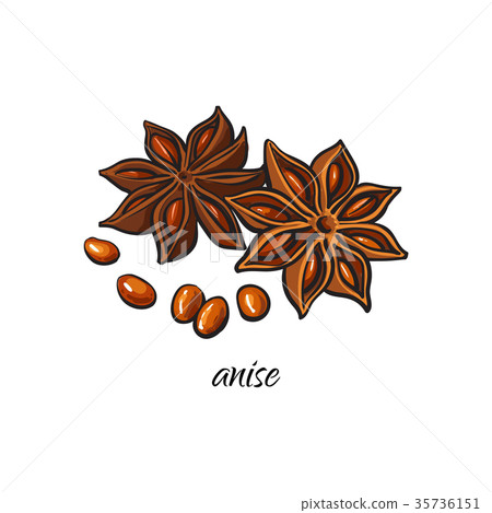vector flat sketch dry anise star with seeds 35736151