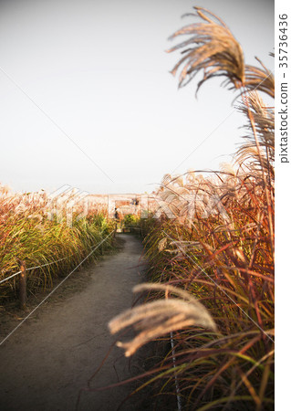 South Korea travel 35736436