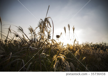 韓國旅行 35736438