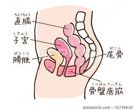 骨盆底肌肉的例證 插圖素材 圖庫