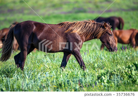 Wild foal and mare horses grazing on summer meadow 35736676