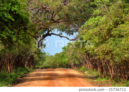 Landscape of Yala National Park, Sri Lanka 35736712