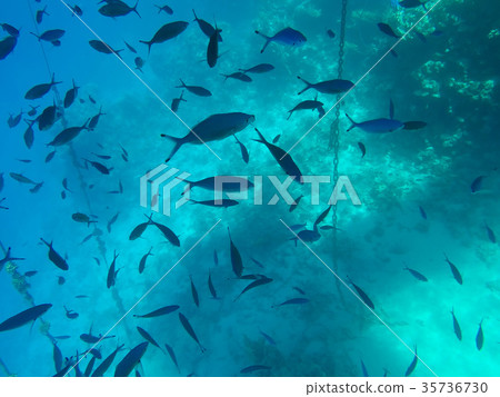 Underwater world of the Red Sea in Egypt 35736730