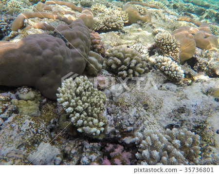 Underwater world of the Red Sea in Egypt Underwater world of the Red Sea in Egypt 35736801