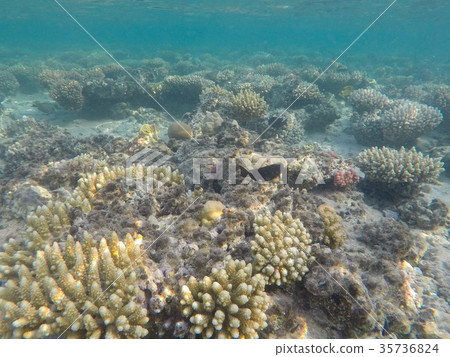 Underwater world of the Red Sea in Egypt Underwater world of the Red Sea in Egypt 35736824