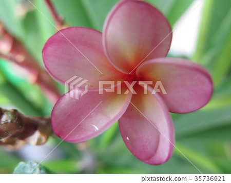 Pink plumeria and morning dew Pink plumeria and morning dew 35736921