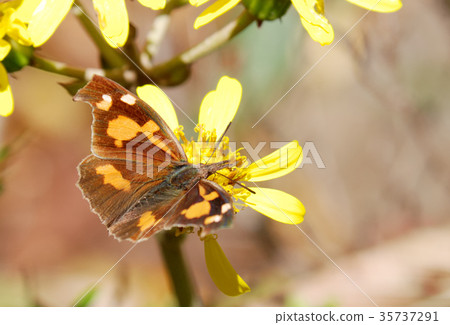 Tenured butterfly Tenured butterfly 35737291