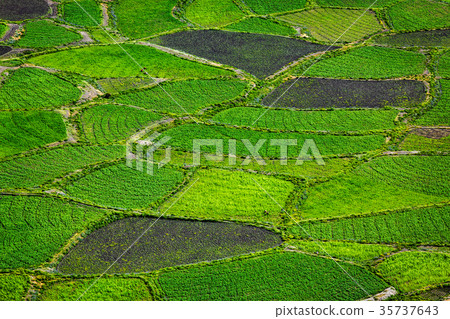 Green fields close up, India Green fields close up, India 35737643