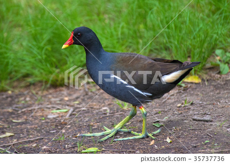 Common Moorhen Portrait 35737736