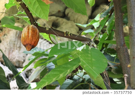 Cacao fruit Cacao fruit 35737750