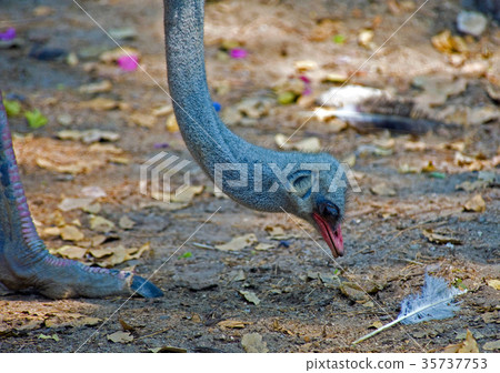Ostrich 35737753