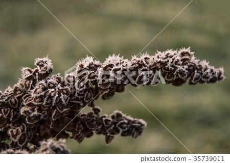 Inflorescence of horse sorrel (Rumex confertus) Inflorescence of horse sorrel (Rumex confertus) 35739011
