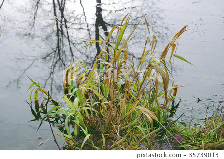 The grass bush is green and yellow The grass bush is green and yellow 35739013