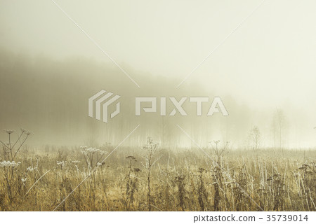 Landscape, autumn field with grass in the frost 35739014