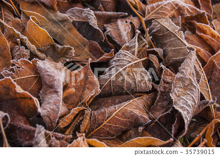 Fallen brown and yellow leaves in the frost Fallen brown and yellow leaves in the frost 35739015