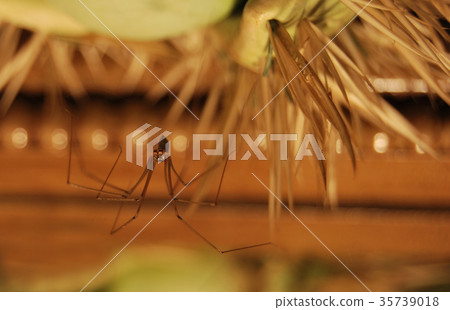 Spider-hawk (Pholcidae) on the web watches prey 35739018