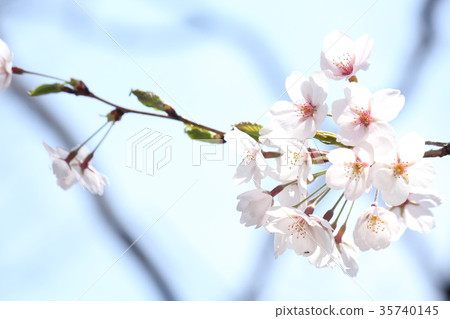 今年的櫻花4 今年的櫻花4 35740145