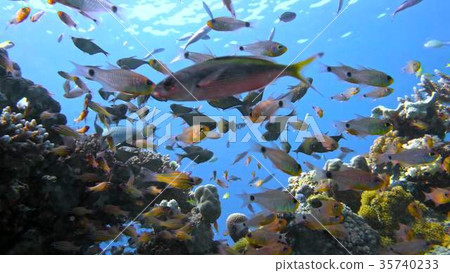 School of fishes Vanikoro Sweeper swims near coral School of fishes Vanikoro Sweeper swims near coral 35740233