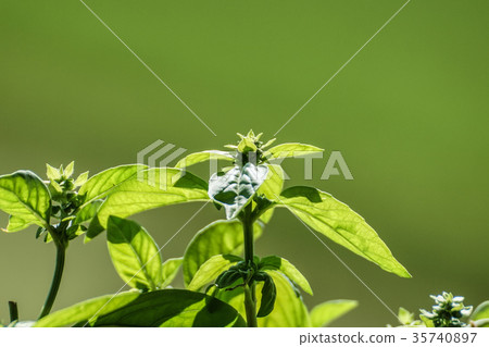Blooming basil plants against sunlight Blooming basil plants against sunlight 35740897